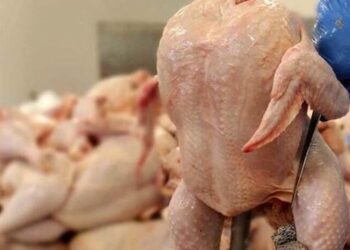 مرغ به قیمت مصوب رسید/ فروش مرغ در میادین میوه و تره‌بار زیر قیمت مصوب